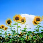 2025年夏季休業のお知らせ